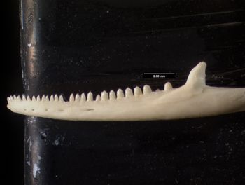 Media type: image;   Herpetology R-136674